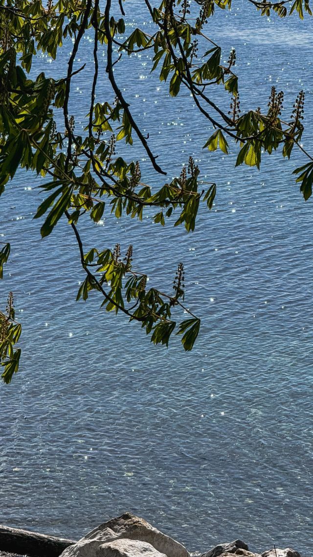 Le printemps sur la Destination Léman : les arbres en fleurs, le soleil qui tape sur la peau et le lac en fond sonore 🥰🌊

Et pour vous, qu’est-ce qui représente le plus le printemps ? 👀

#leman #lacleman #destinationleman #hautesavoie #printemps